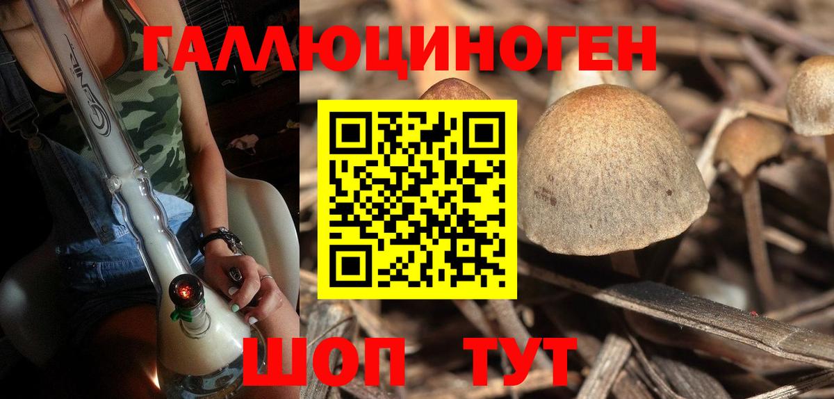 купить   Вход с VPN  Кемерово  Галлюциногенные грибы Psilocybine cubensis 